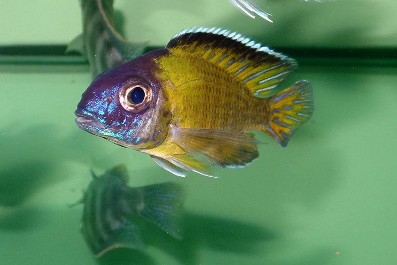 Aulonocara stuartgranti 'Lundo Island'